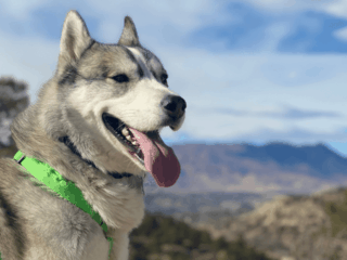 Hiking Trails Where Dogs Are Allowed In The USA