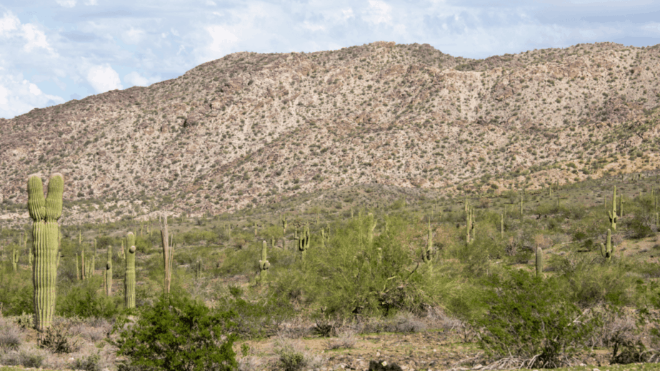 Phoenix Mountain Preserve, Arizona