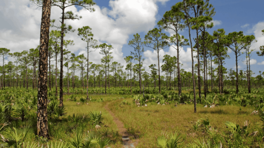 Osprey Trail, Florida