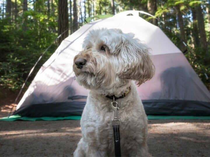 Camping with a Dog – Where does He Sleep? Aha!