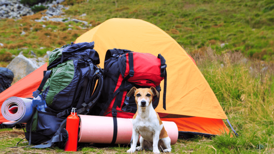 Keep your dog inside when camping to keep it warm