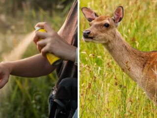 Can Deer Smell Bug Spray