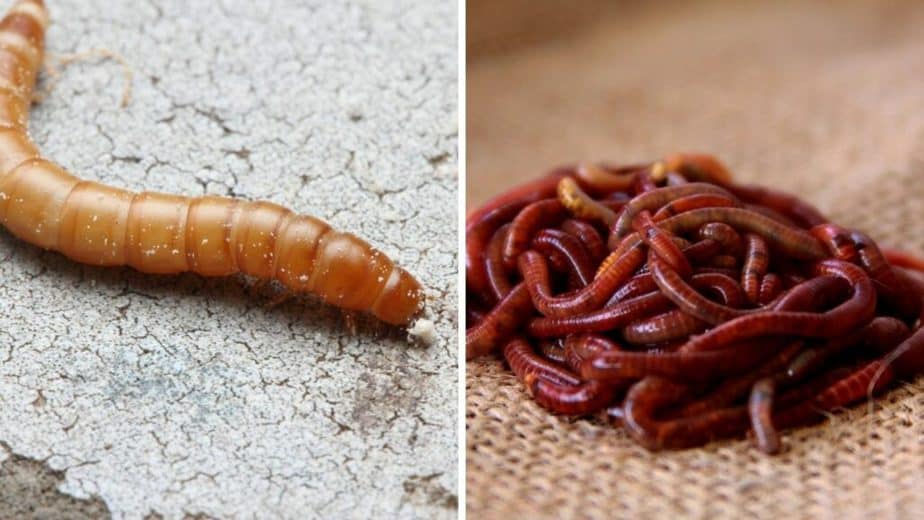 Mealworms and Red Wigglers are among the smallest worms used for fishing