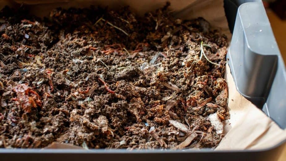 Worms need a new bedding and food to eat to keep them alive in the fridge