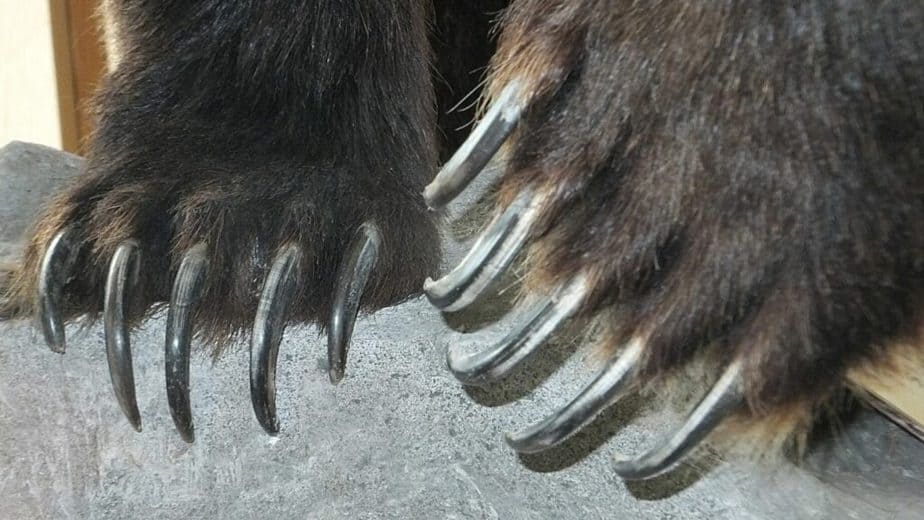 A grizzly bear's claws curve like those of curved swords, hence, are not optimized for tree climbing