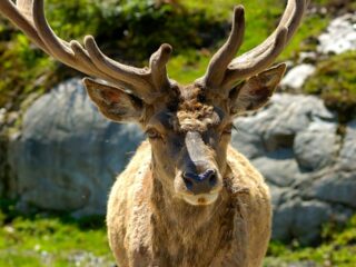 Are Elk Color Blind?