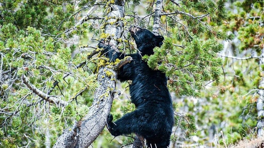 Black bears, compared to grizzly bears, are better tree climbers