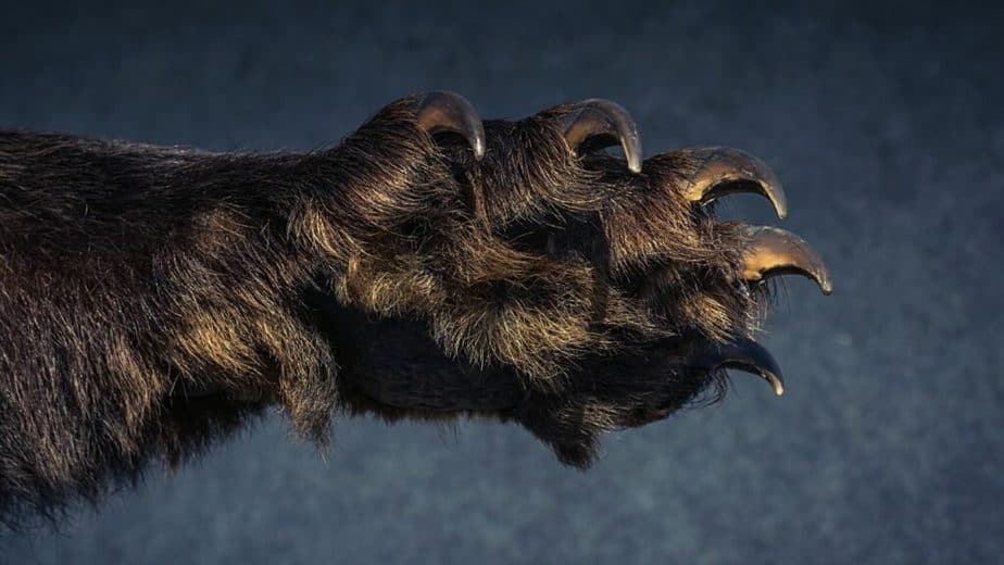 Black bears have hook-shaped claws that make an exceptional grip on tree barks