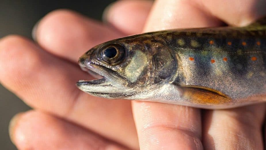 Brook trout is one of the 6 kinds of fish dropped into Utah's lakes through aerial fishing