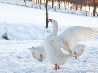 Can Geese Freeze to Death