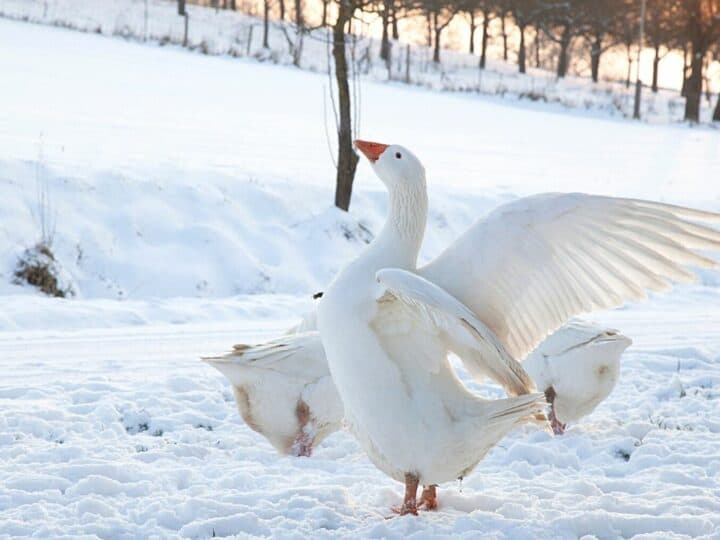 Can Geese Freeze to Death? #1 Mystery Solved!
