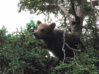 Can Grizzlies Climb Trees