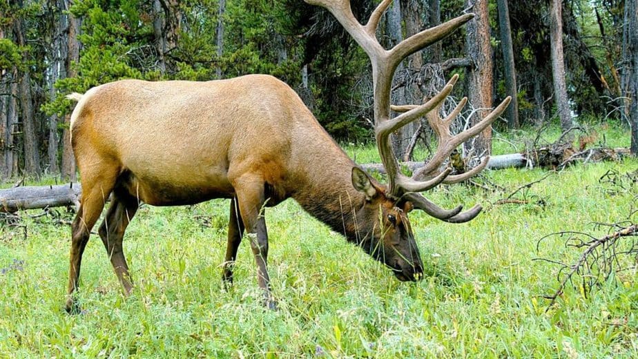 Elk can see green because green is a combination of yellow and blue, a product of them being dichromatic