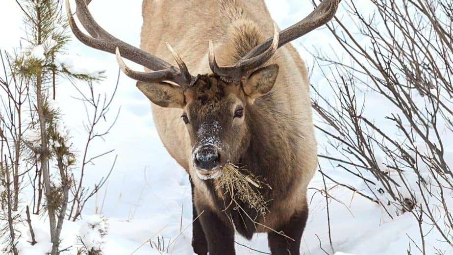 Elk can see green because green is a combination of yellow and blue, a product of them being dichromatic