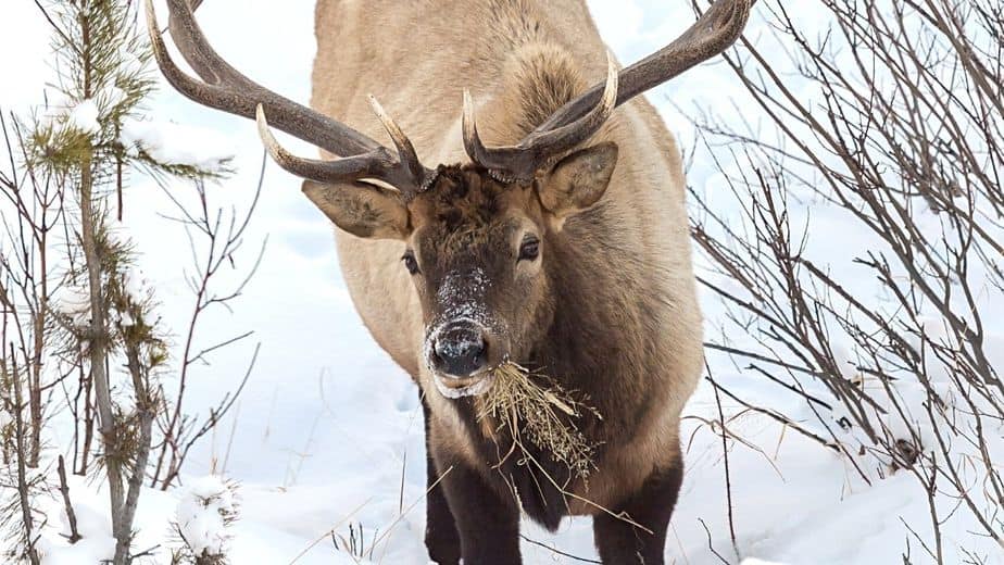 Elks are ungulates, hence, they have 280 degrees vision and only side-to-side head movement to see 360 degrees