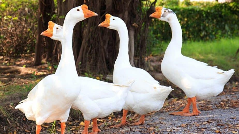 Embden geese also is another species of geese that can withstand winter's cold temperatures with their white feathers