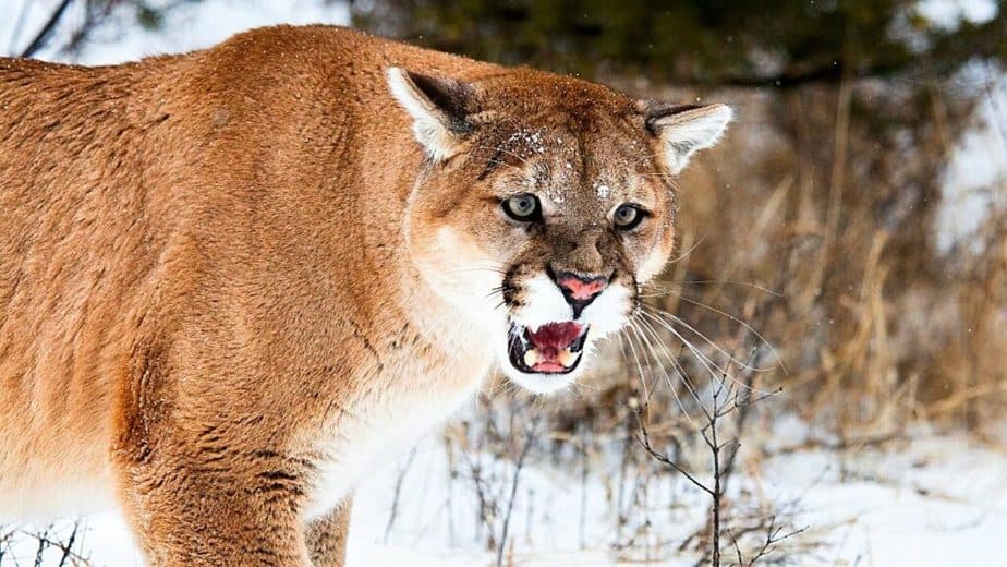 Mountain lions growl as a sign of their aggression