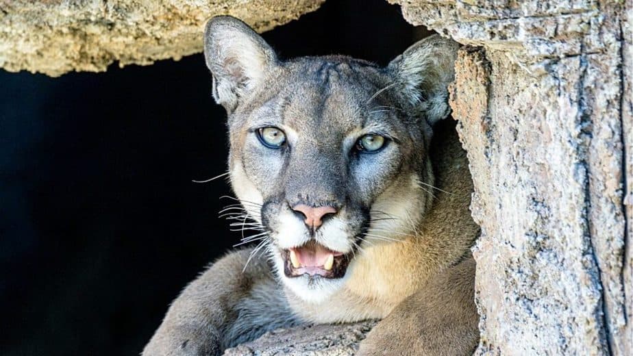 Mountain lions hiss whenever they feel angry or fearful