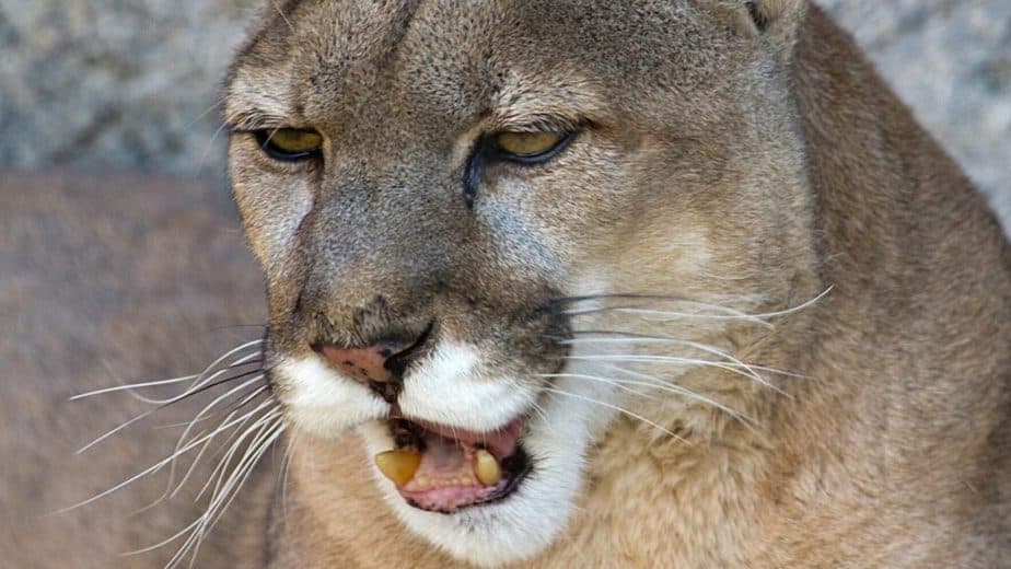 Mountain lions meow either to ask their moms to feed them or as a form of greeting and making inquiries