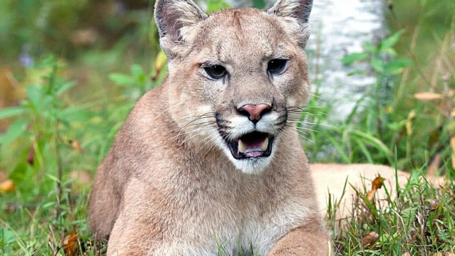 Mountain lions, particularly the females, scream to attract the males' attention