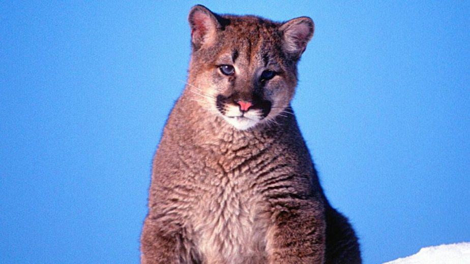 Mountain lions purr when they're relaxed and content