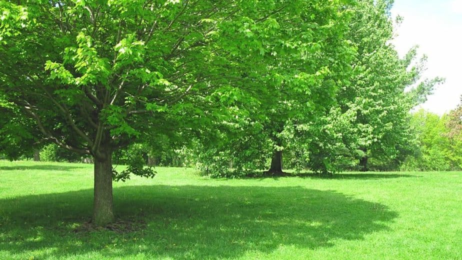 One way to extend your time in gutting the turkey is by placing it in a shady spot, such as under a tree