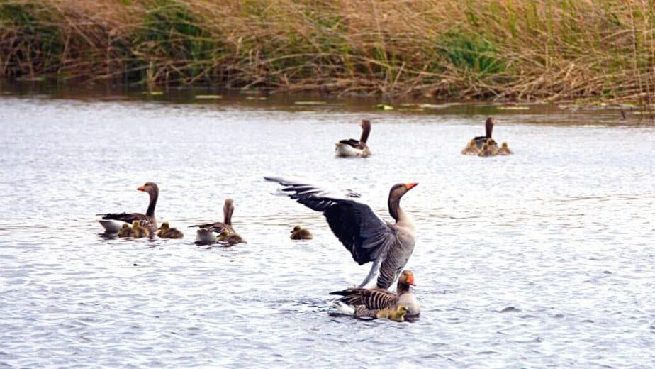 Pilgrim geese are one species of geese that can withstand winter's cold temperatures