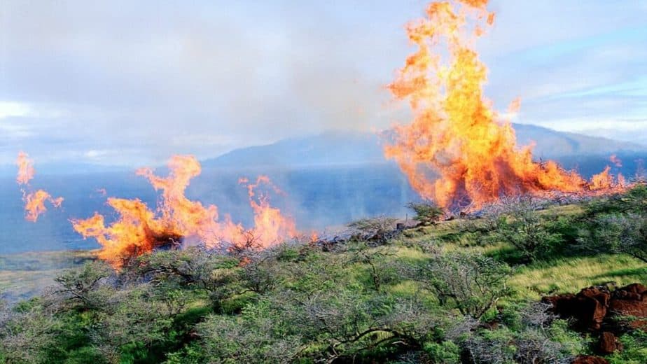 Since the environment in the treeline area is drier, not enough moisture in the ground will be able to help in fighting the fire naturally