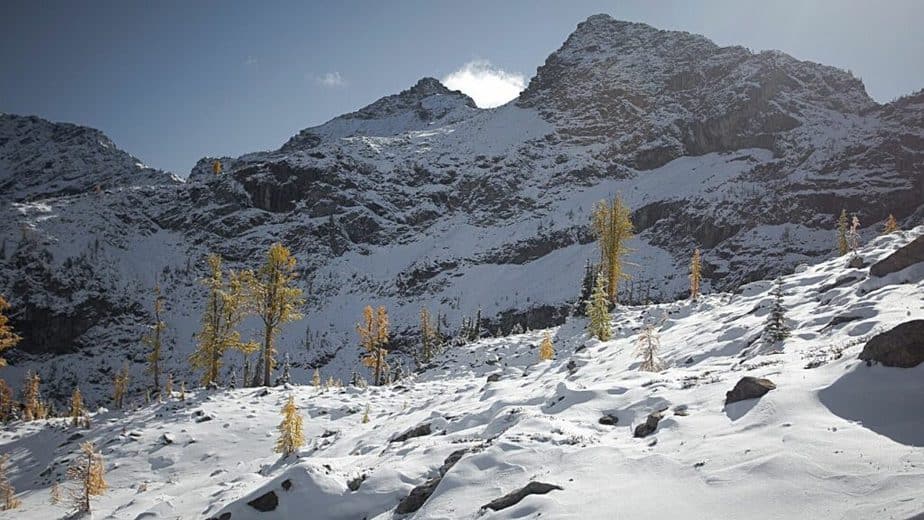 The treeline, which you can find in altitudes 5000 feet and above, have fewer trees compared to the forest below it