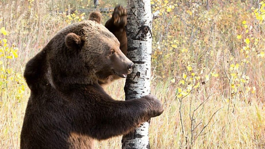 Though a grizzly bear's body build isn't meant for tree climbing, it can still climb trees better than lions and tigers