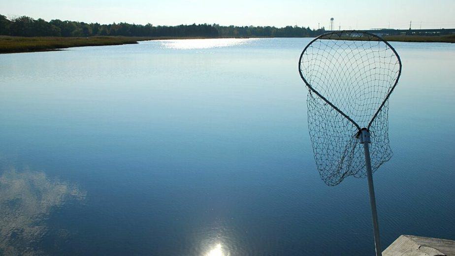To know the survival rate of the fish dropped into the lake, scientists catch the dropped fish using nets