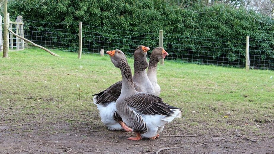 Toulouse geese, reaching about 25 pounds in weight, can easily use their fat to keep themselves warm in the winter