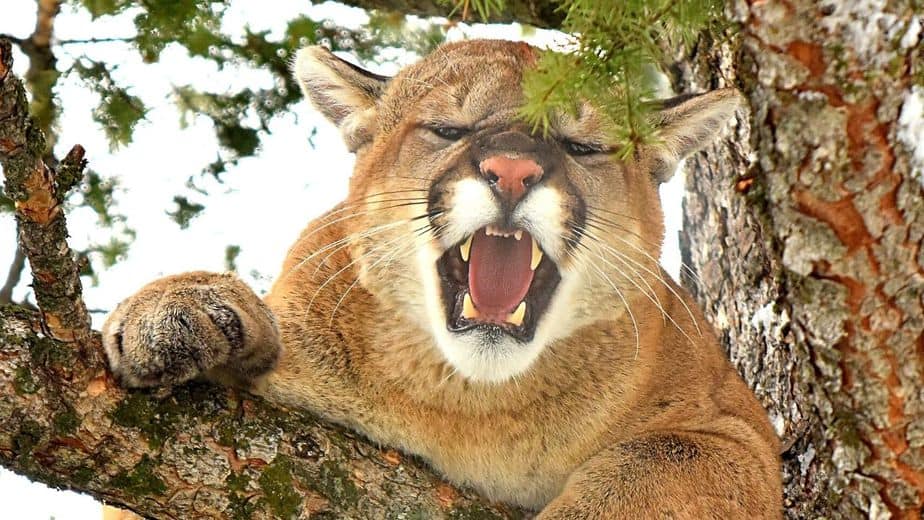 Why Do Mountain Lions Scream? 1 Best Secret Revealed