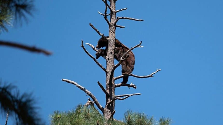 With its big and heavy body build, grizzly bears are strong enough to climb trees