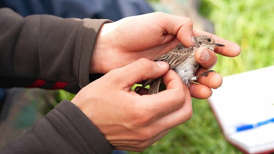 You can only use the cervical dislocation method to humanely kill injured small to medium size birds