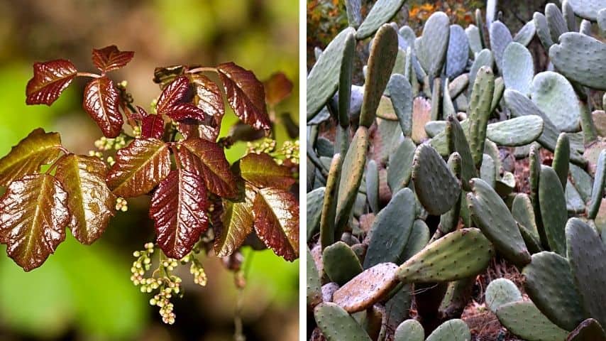 Avoid using poison oak and cacti as cleaning materials when you have to pee at night while camping