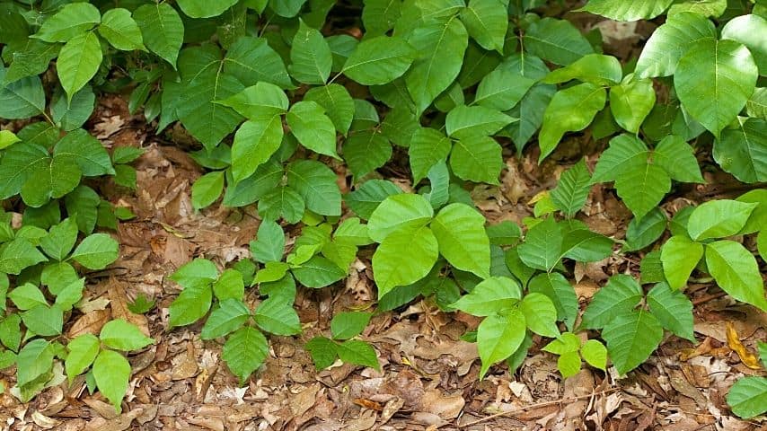 Don't burn the poison ivy or its berries as the smoke can make you develop severe rashes and shortness of breath
