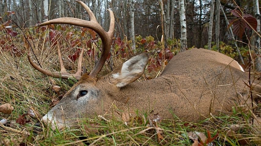 How Long to Field Dress a Deer? #1 Best Answer!