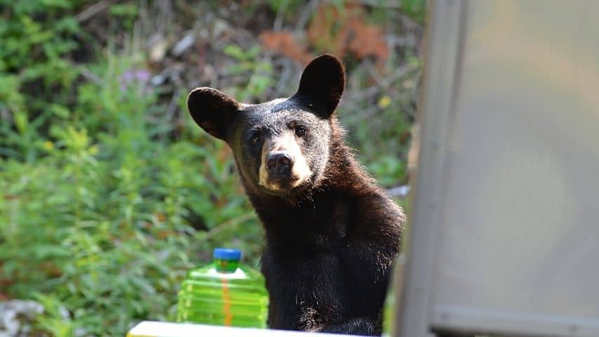 Oftentimes when a bear approaches your tent, they're just passing by and don't mean any harm