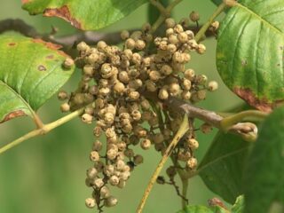 What Happens if You Eat Poison Ivy Berries?