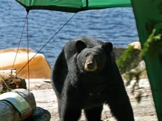What to Do if a Bear Approaches Your Tent?