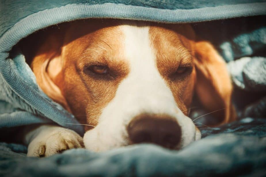 A pet beagle dog sleeps on a bed under blanket. Dog background