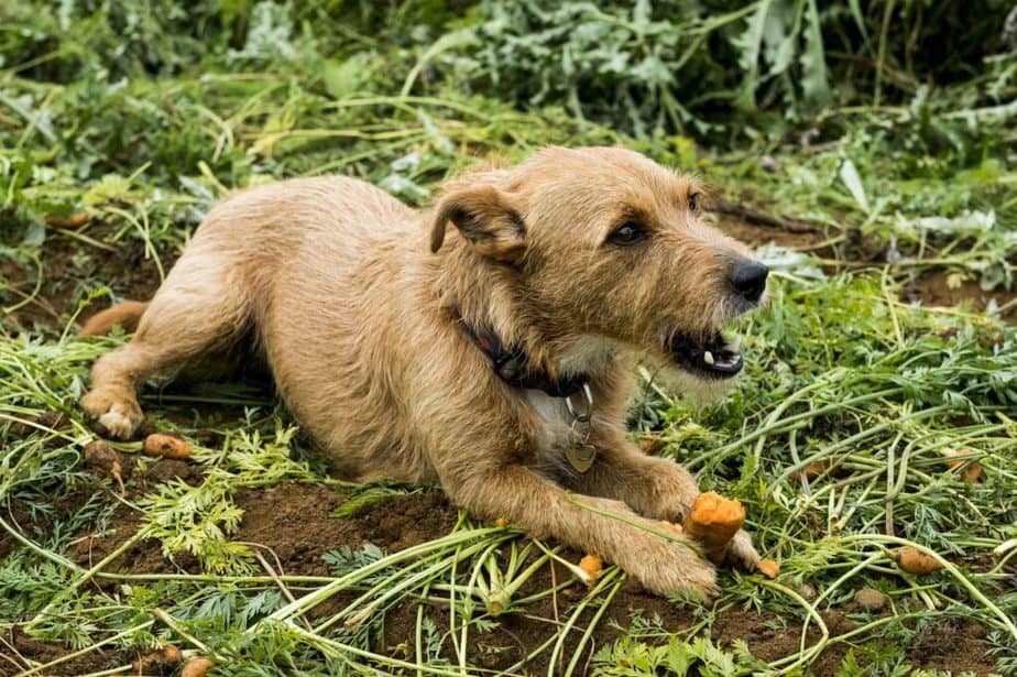 Cute dog lying in a field, eating carrot.