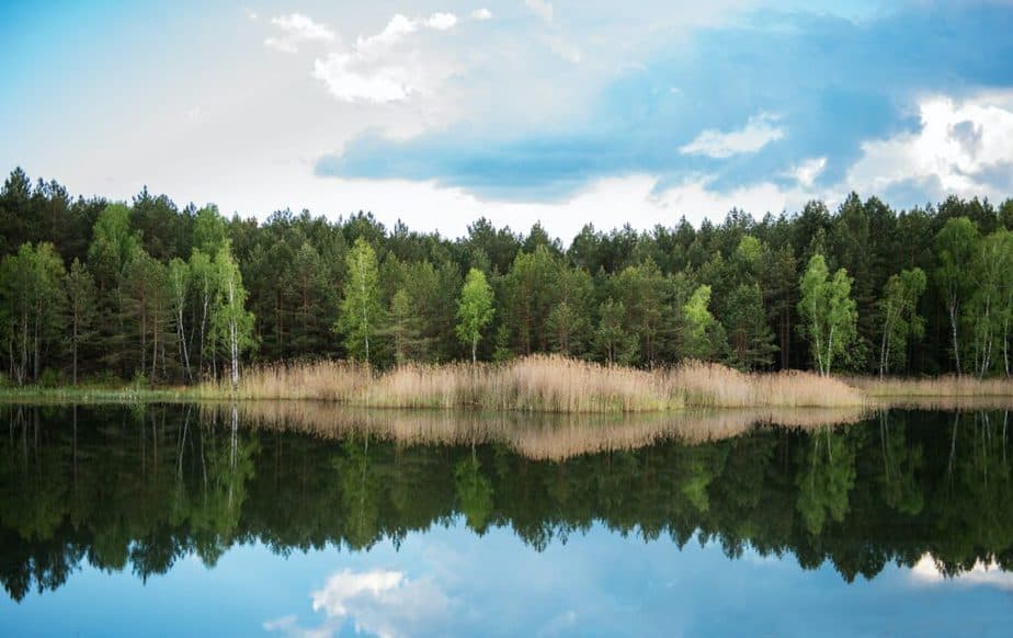 Forest by the lake