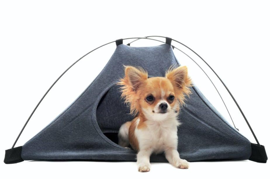 puppy chihuahua in camp tent