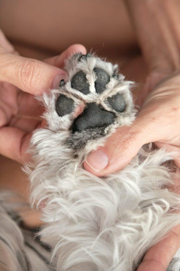 Woman checking paw of fluffy dog