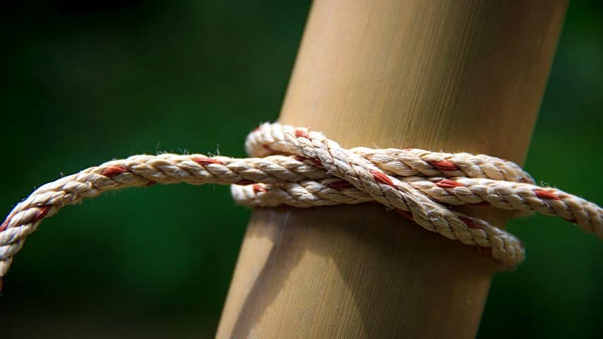 Clove hitch knots are best known for connecting two poles apart 