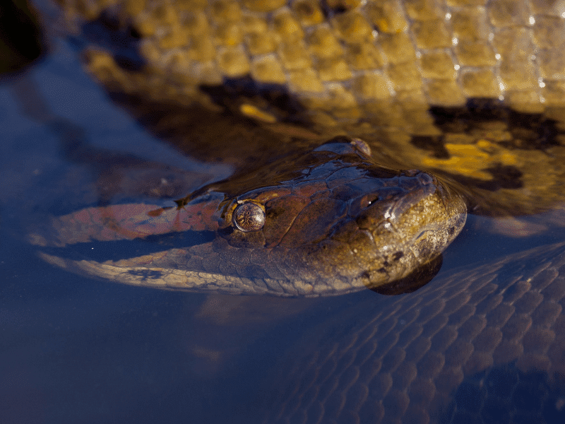Anacondas are found in the Amazon River and can grow up to 393.7 in (10 m) in length.