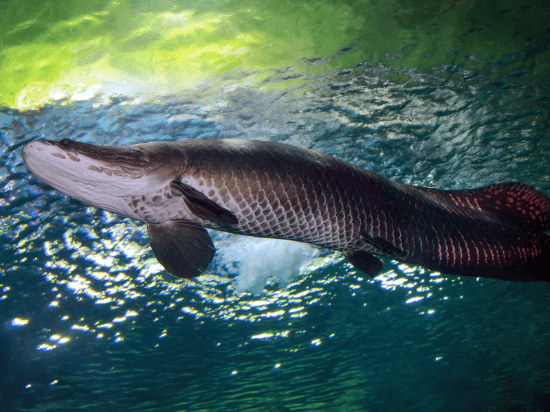 An Arapaima is a large carnivorous fish found in Amazon's flooded regions.