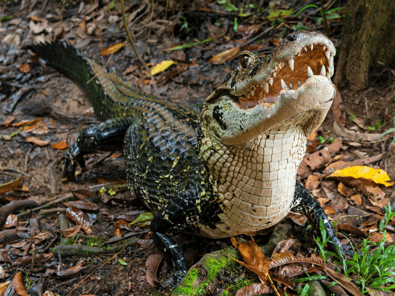 The Amazon River is also home to relentless and huge carnivorous reptiles known as the Black Caiman.